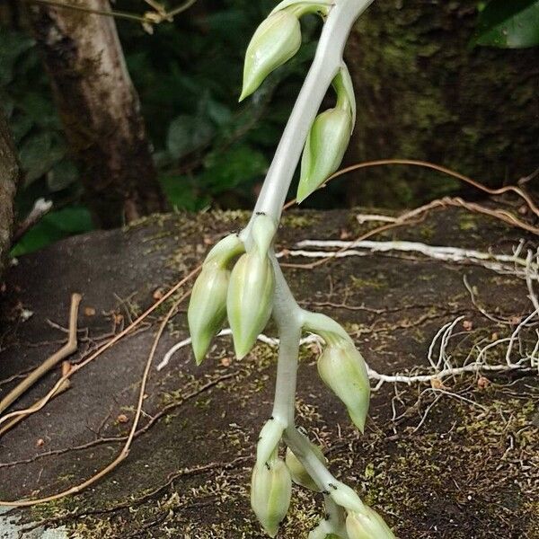 Catasetum maculatum Кветка