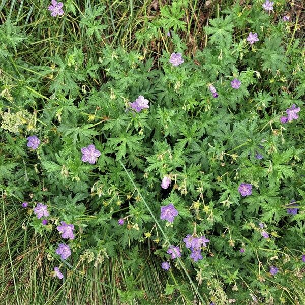 Geranium collinum Habit