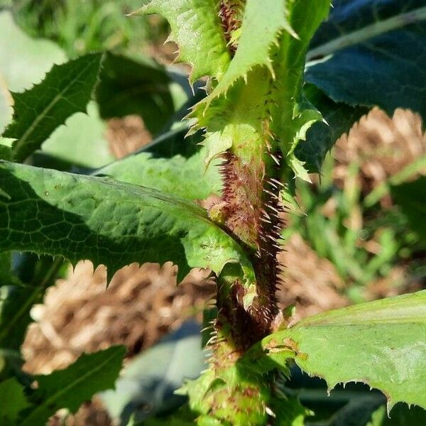 Lactuca virosa 樹皮