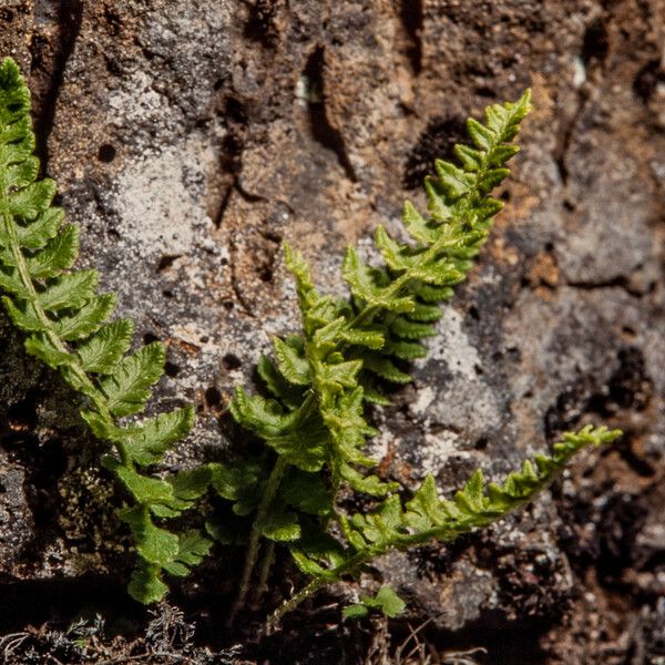 Woodsia ilvensis برگ