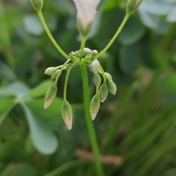 Oxalis incarnata Floro