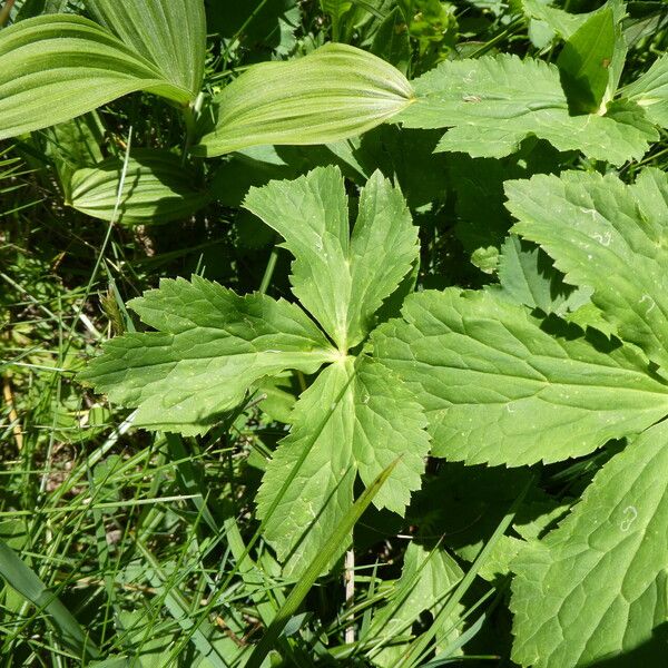 Ranunculus aconitifolius Blatt