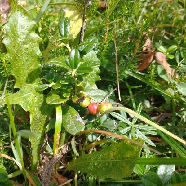 Vaccinium vitis-idaea Žiedas