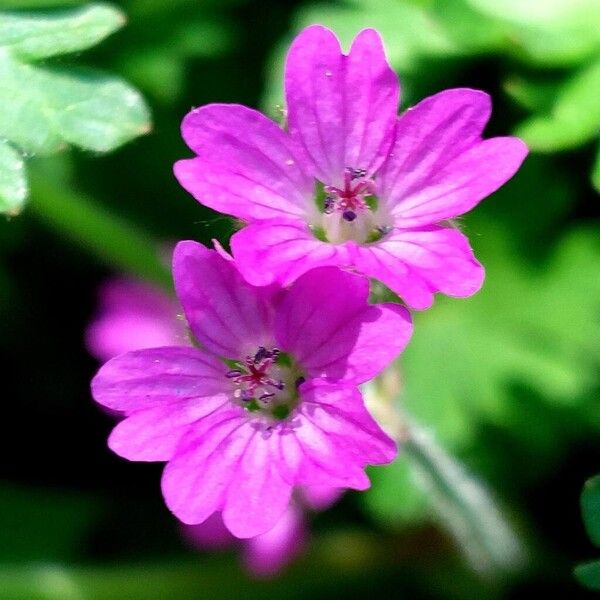 Geranium molle Цветок