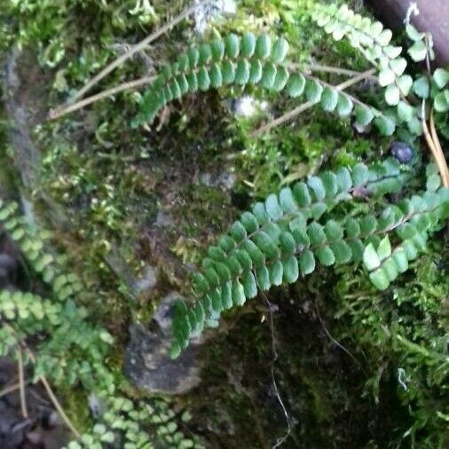 Asplenium trichomanes Лист