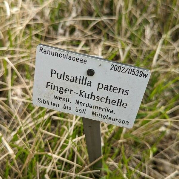 Pulsatilla patens Muu