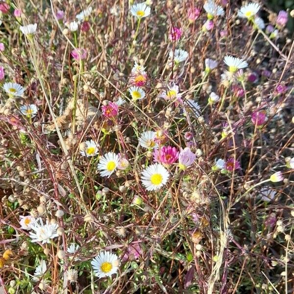 Erigeron karvinskianus Habitat