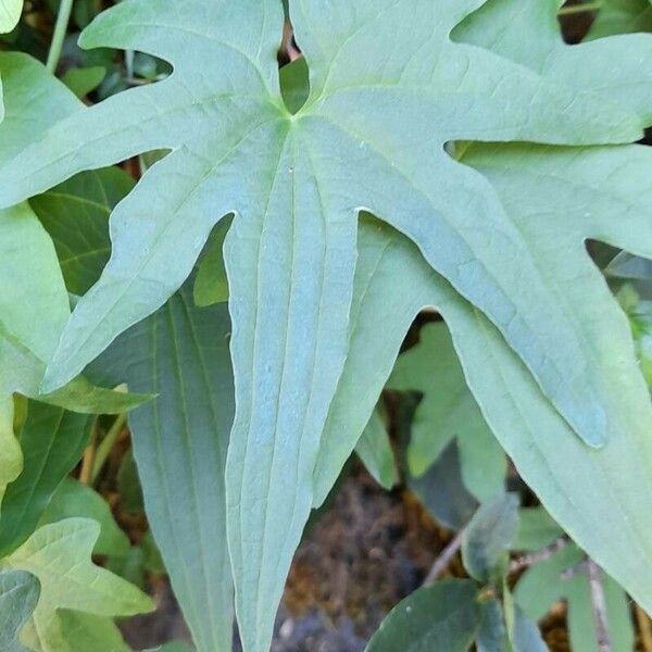 Dioscorea brachybotrya Lehti