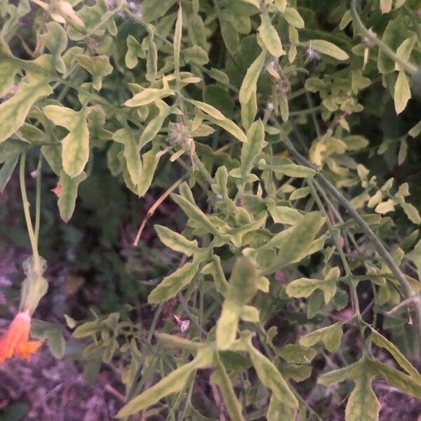 Crepis vesicaria Leaf