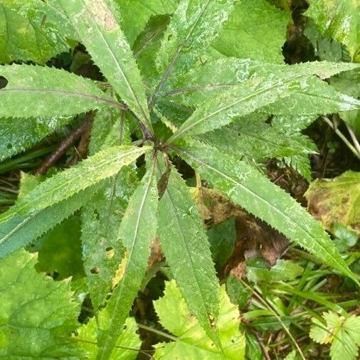 Senecio ovatus पत्ता