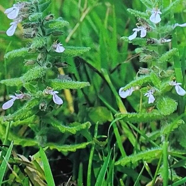 Teucrium scordium Habitat