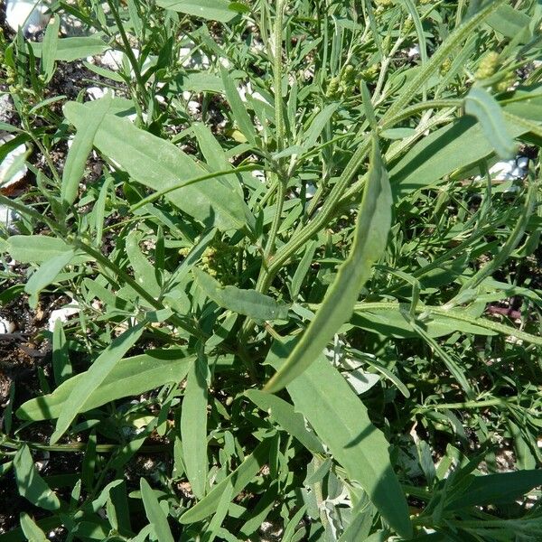 Atriplex littoralis Blad