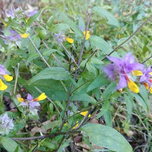 Melampyrum nemorosum Flor