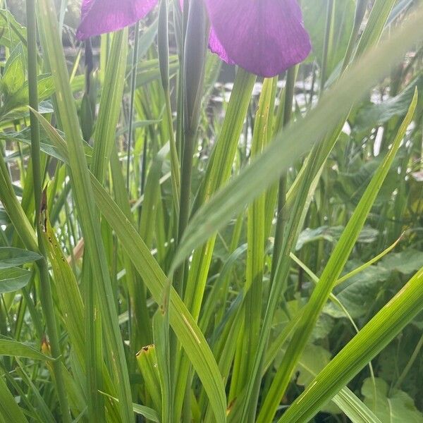 Iris ensata Leaf