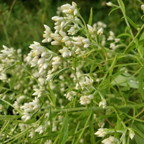 Pseudognaphalium obtusifolium Liść