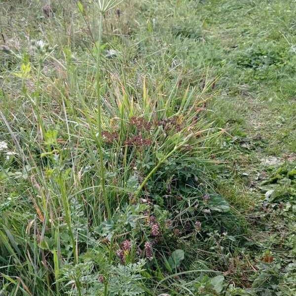 Selinum carvifolium Habit