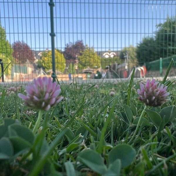 Trifolium fragiferum Flor