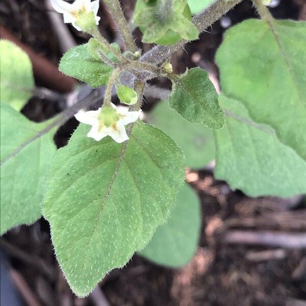 Solanum villosum Blad