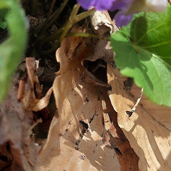 Viola selkirkii Blodyn