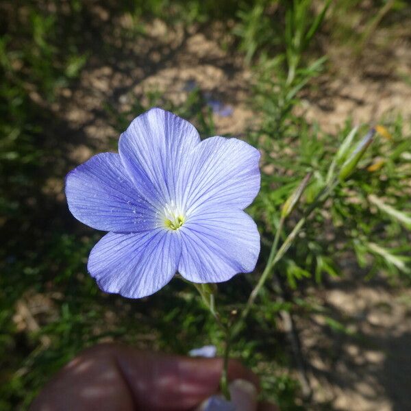 Linum narbonense Flors