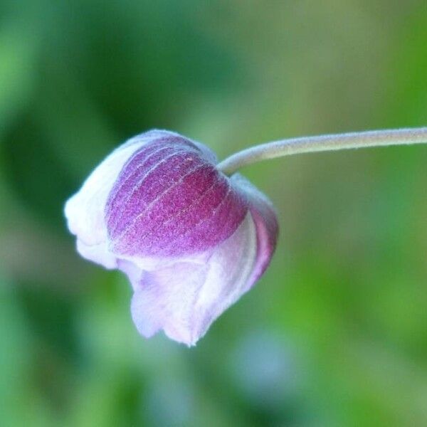 Eriocapitella hupehensis Blüte