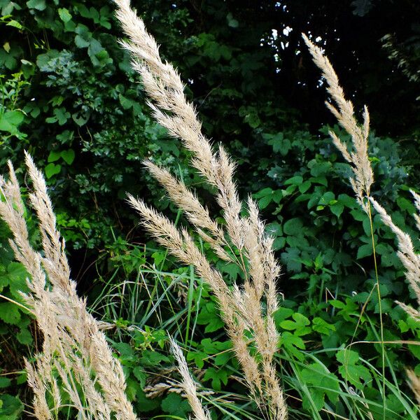 Calamagrostis epigejos 果實