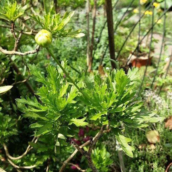 Euryops chrysanthemoides Облик