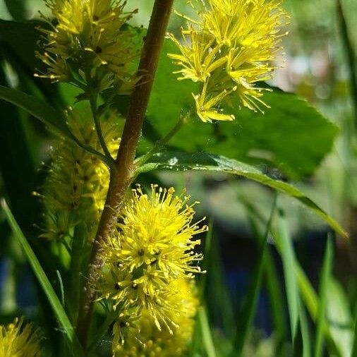 Lysimachia thyrsiflora Blüte