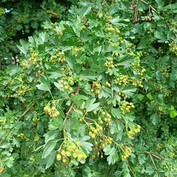 Crataegus laevigata ᱥᱟᱠᱟᱢ