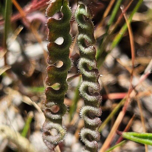 Hippocrepis ciliata Ffrwyth