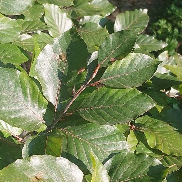 Fagus orientalis Deilen