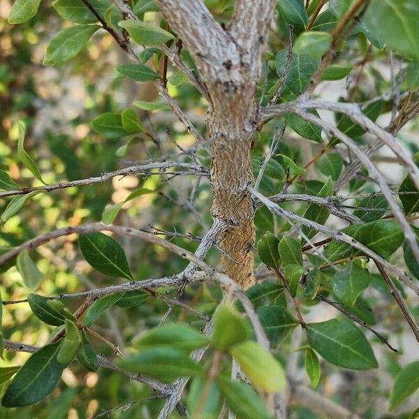 Lawsonia inermis Кора