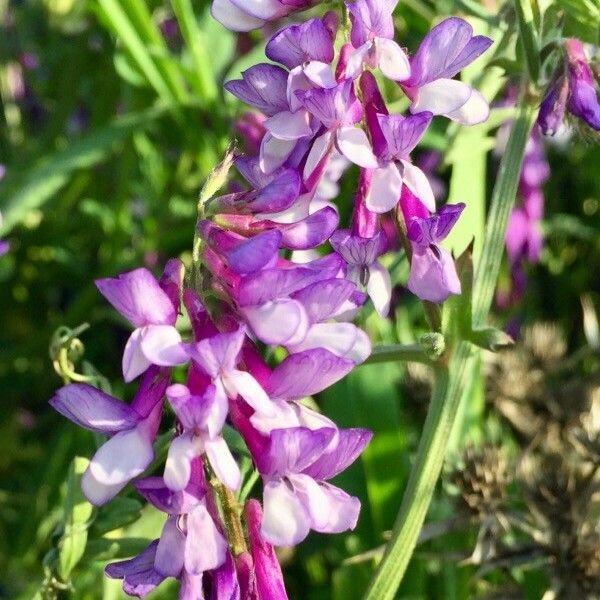 Vicia villosa Blomma