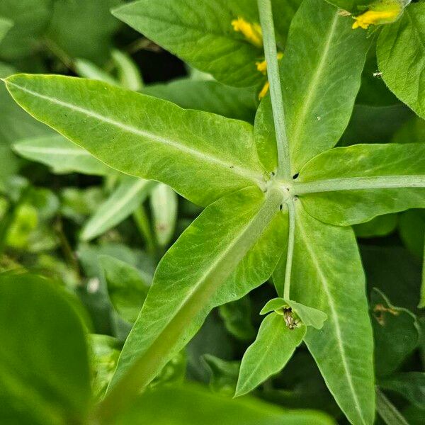 Euphorbia lathyris برگ