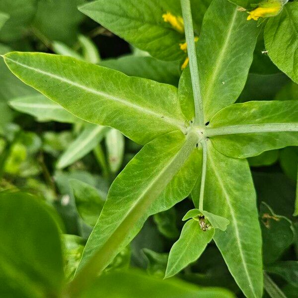 Euphorbia lathyris Fuelha