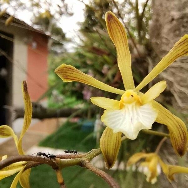 Encyclia tampensis Flor