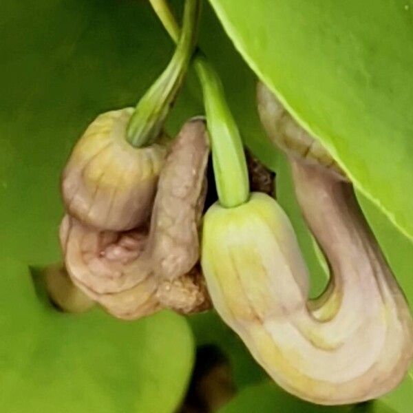 Aristolochia macrophylla Φρούτο