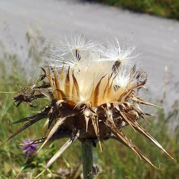 Silybum marianum Plod