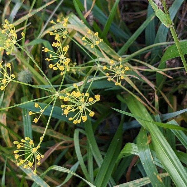 Anethum graveolens Habitus