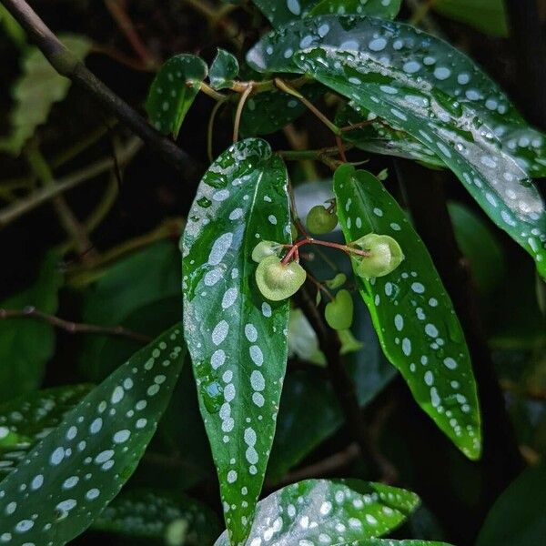 Begonia × albopicta Diğer
