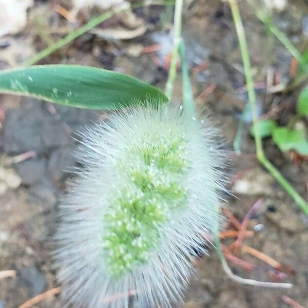 Polypogon monspeliensis Цветок