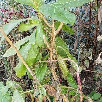 Nicotiana rustica Habitat