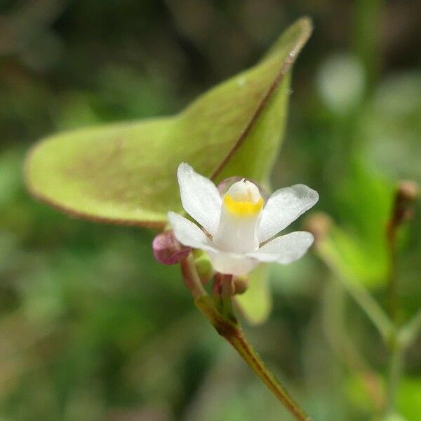 Cardiospermum halicacabum फूल