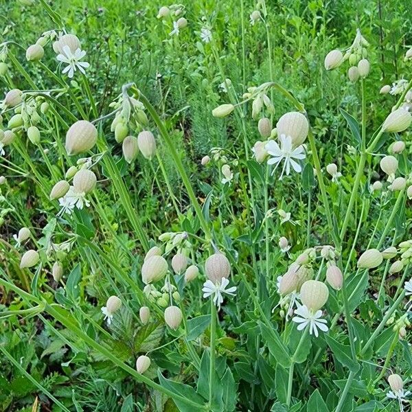 Silene vulgaris फूल