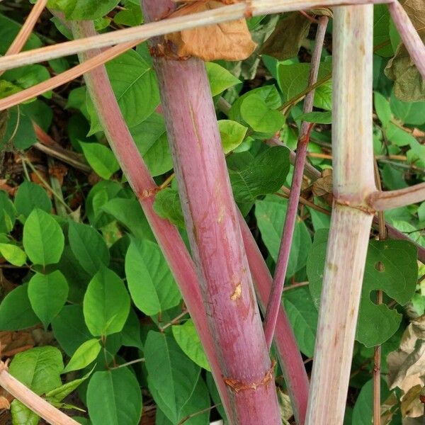 Reynoutria japonica 樹皮
