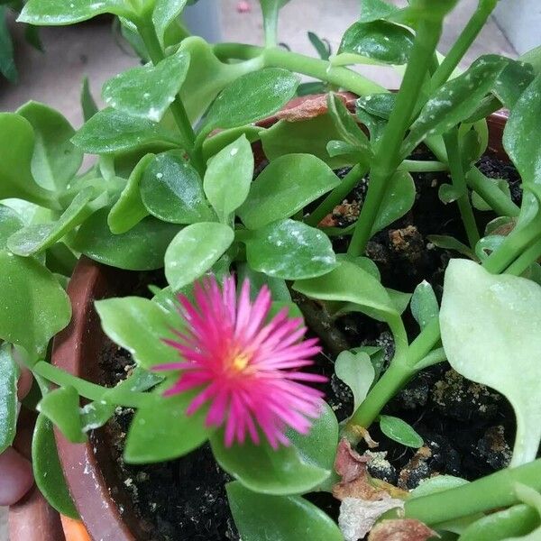 Mesembryanthemum cordifolium Flower