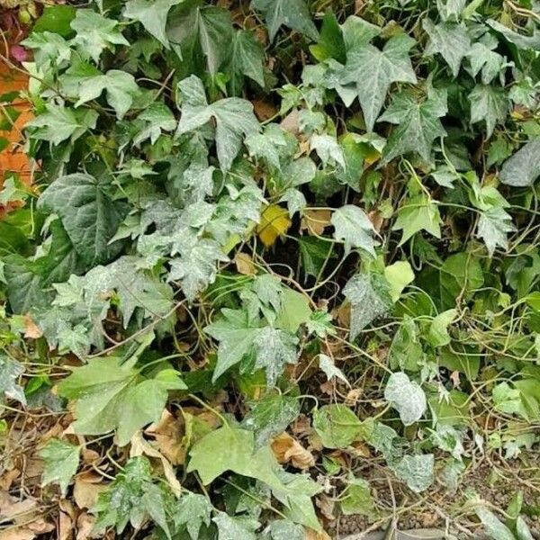 Luffa aegyptiaca Leaf