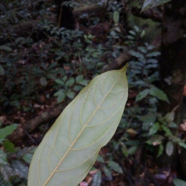 Poraqueiba guianensis Ліст