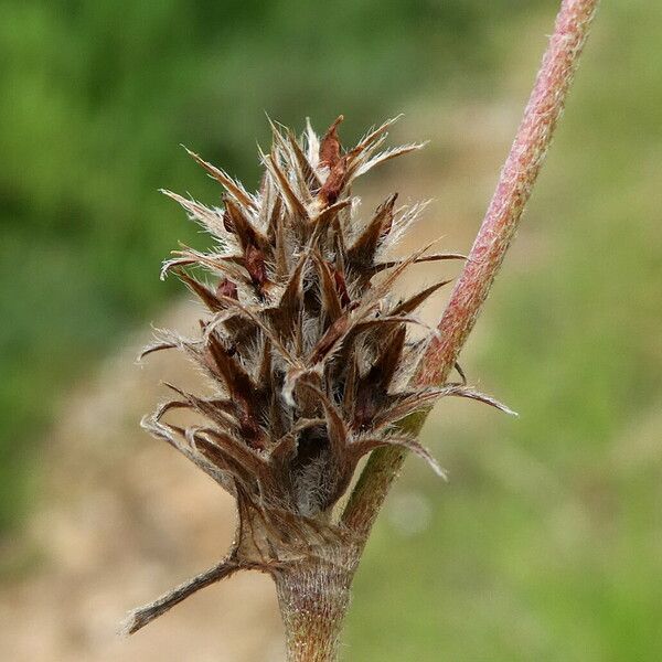 Trifolium scabrum Plod