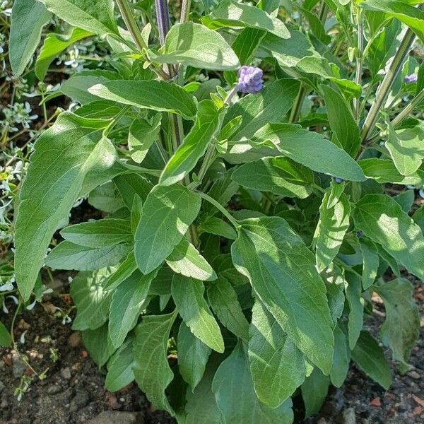 Salvia farinacea Leaf